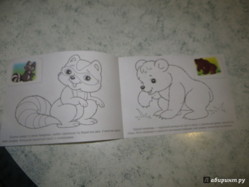 Иллюстрация 12 из 25 для Раскраска с наклейками "Дикие животные" | Лабиринт - книги. Источник: Ko-ren