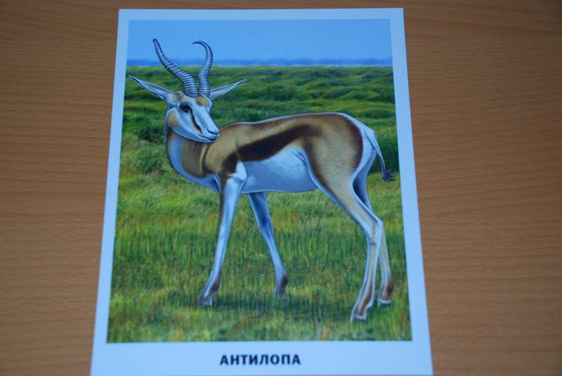 Иллюстрация 27 из 35 для Обучающие карточки. Животные Африки | Лабиринт - игрушки. Источник: NataSik