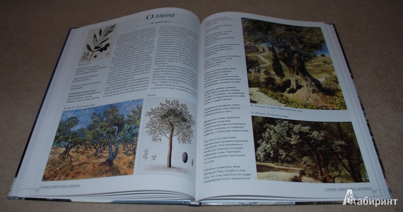 Иллюстрация 11 из 39 для Самые известные деревья | Лабиринт - книги. Источник: Книжный кот