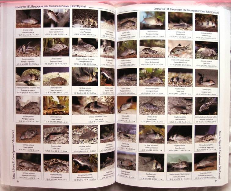 Иллюстрация 4 из 11 для Энциклопедия аквариумных рыб | Лабиринт - книги. Источник: Луговая Собачка