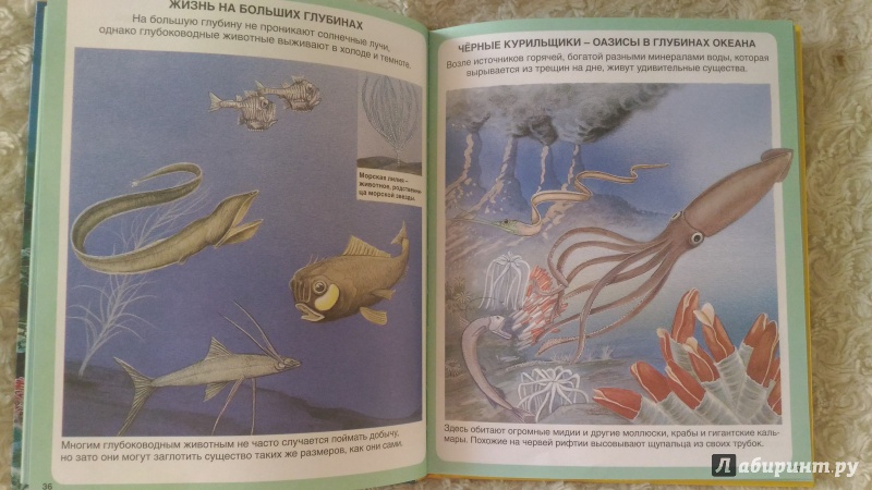 Иллюстрация 40 из 45 для Тайны моря | Лабиринт - книги. Источник: Ирина Р.