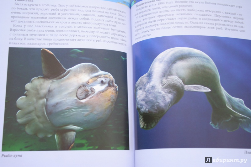 Иллюстрация 20 из 77 для Хочу знать. Подводный мир - Наталья Кульмина | Лабиринт - книги. Источник: kolobus