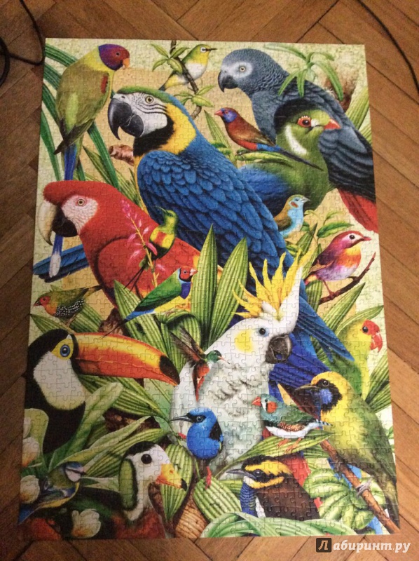 Иллюстрация 6 из 11 для Puzzle-1000 "Птичий мир" (C-103041) | Лабиринт - игрушки. Источник: Соколенко  Света