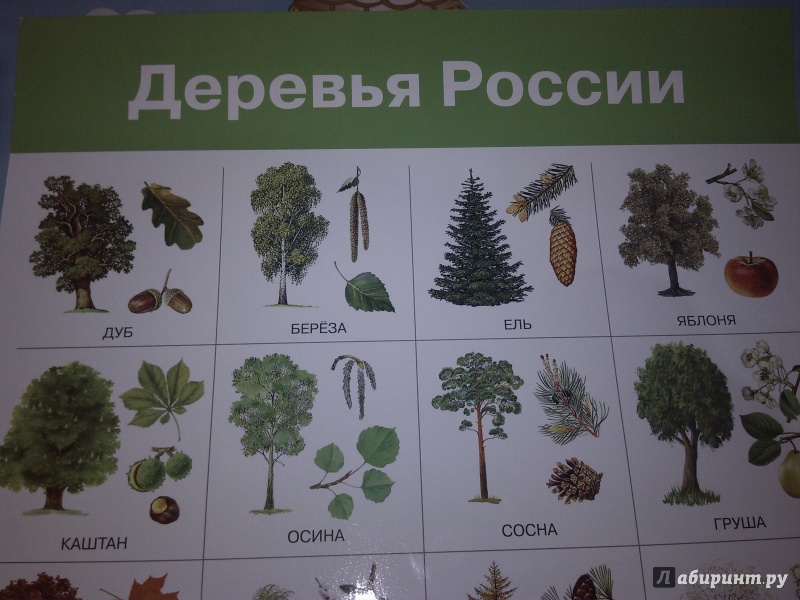 Иллюстрация 5 из 17 для Плакат "Деревья России" (2883) | Лабиринт - книги. Источник: Lirika777