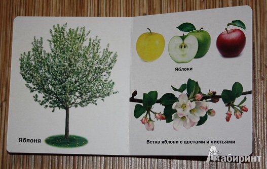 Иллюстрация 10 из 14 для Такие разные деревья - Aurelio Alfonso | Лабиринт - книги. Источник: КНИЖНОЕ ДЕТСТВО