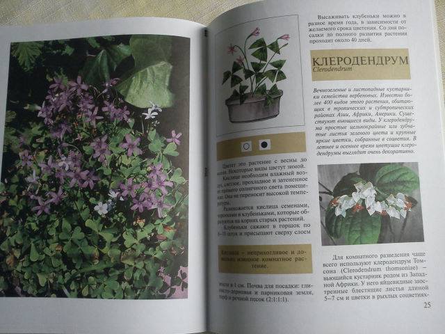 Иллюстрация 4 из 9 для Красивоцветущие комнатные растения - Ольга Блейз | Лабиринт - книги. Источник: Бусёк
