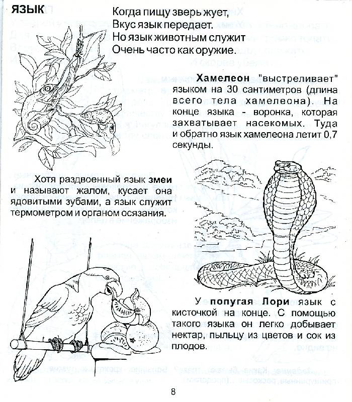 Иллюстрация 3 из 3 для Мир животных. Для детей 5-7 лет (939) | Лабиринт - книги. Источник: РИВА