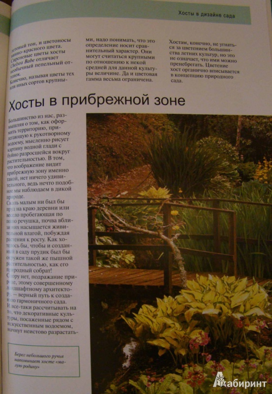 Иллюстрация 4 из 9 для Хосты в дизайне вашего сада - Наталия Кузнецова | Лабиринт - книги. Источник: Easy