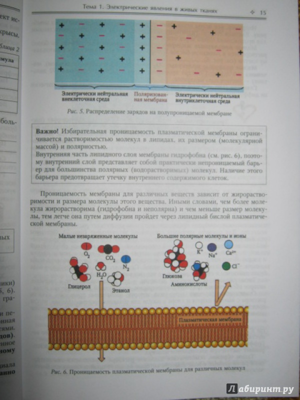 Иллюстрация 7 из 16 для Физиология возбудимых мембран. Учебное пособие и практикум для медицинских вызов - Ерофеев, Захарова, Парийская | Лабиринт - книги. Источник: Евгения39