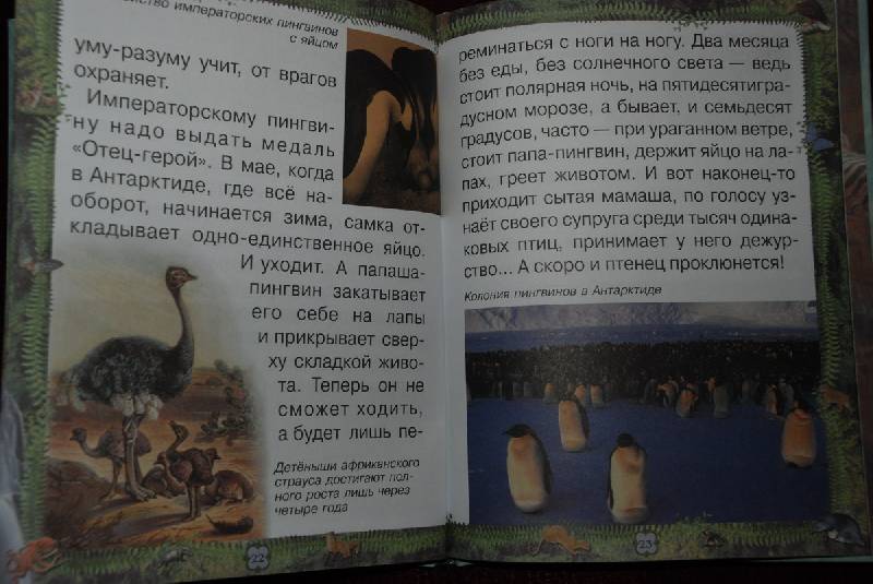 Иллюстрация 4 из 14 для Замечательные родители и их удивительные детеныши - Инна Гамазкова | Лабиринт - книги. Источник: Lared