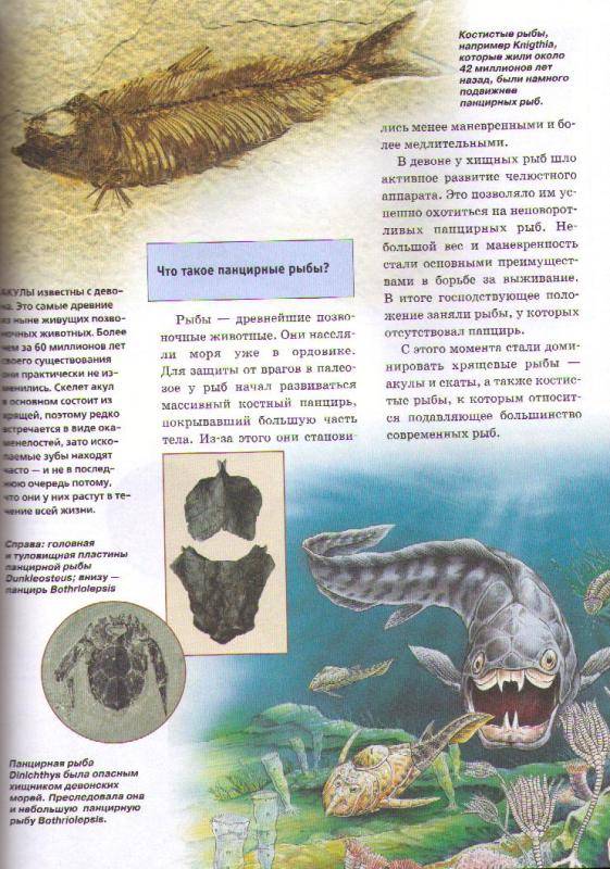 Иллюстрация 5 из 5 для Древние ископаемые - Буггиш, Буггиш | Лабиринт - книги. Источник: In@