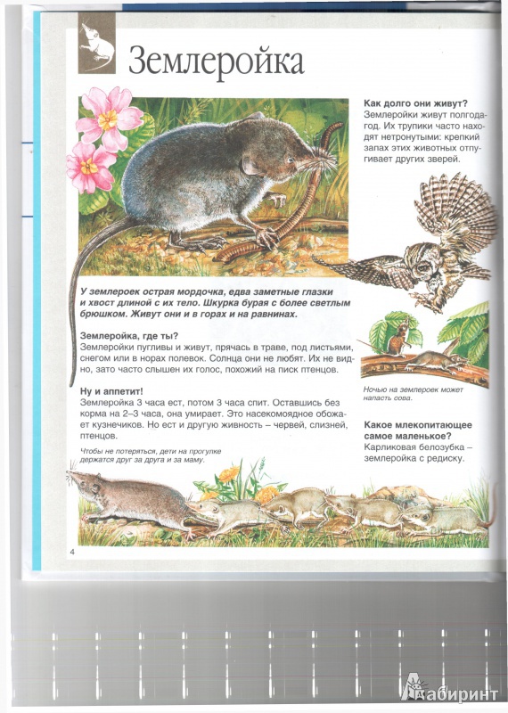 Иллюстрация 3 из 50 для Животные - Букобза, Мулинье | Лабиринт - книги. Источник: Юлия Короткова