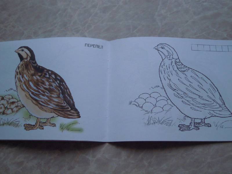 Иллюстрация 5 из 5 для Домашние птицы | Лабиринт - книги. Источник: Iwolga