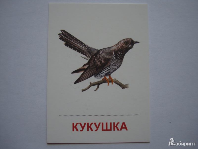 Иллюстрация 10 из 27 для Раздаточные карточки "Птицы России" (63х87 мм) | Лабиринт - книги. Источник: Борисова  Алла