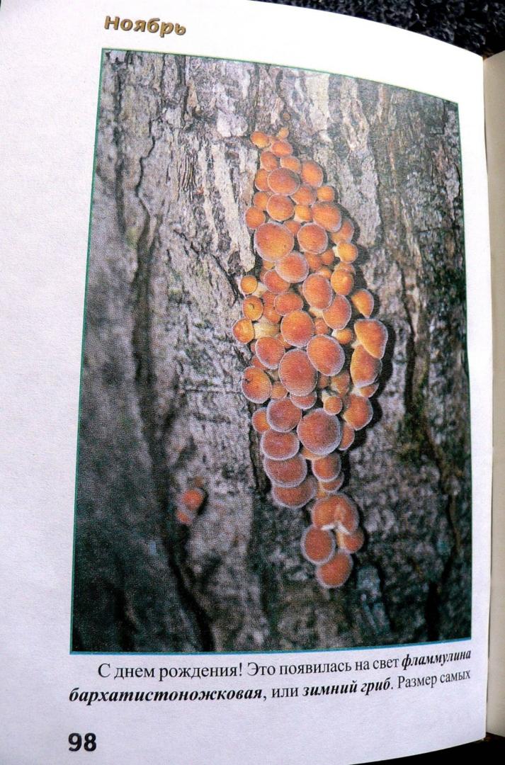 Иллюстрация 18 из 32 для За грибами с ноября по май - Михаил Вишневский | Лабиринт - книги. Источник: Mурaшкa