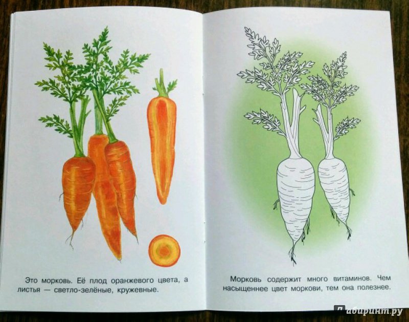Иллюстрация 17 из 18 для Раскраска. Раскрашиваем и учимся. Овощи | Лабиринт - книги. Источник: Natalie Leigh