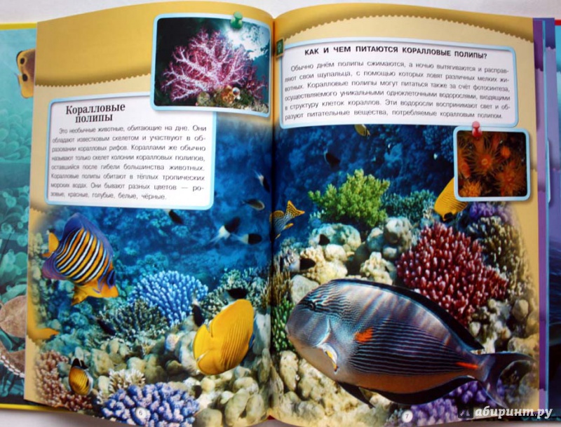 Иллюстрация 4 из 6 для Подводный мир - Дмитрий Кошевар | Лабиринт - книги. Источник: Сидоренко  Сергей