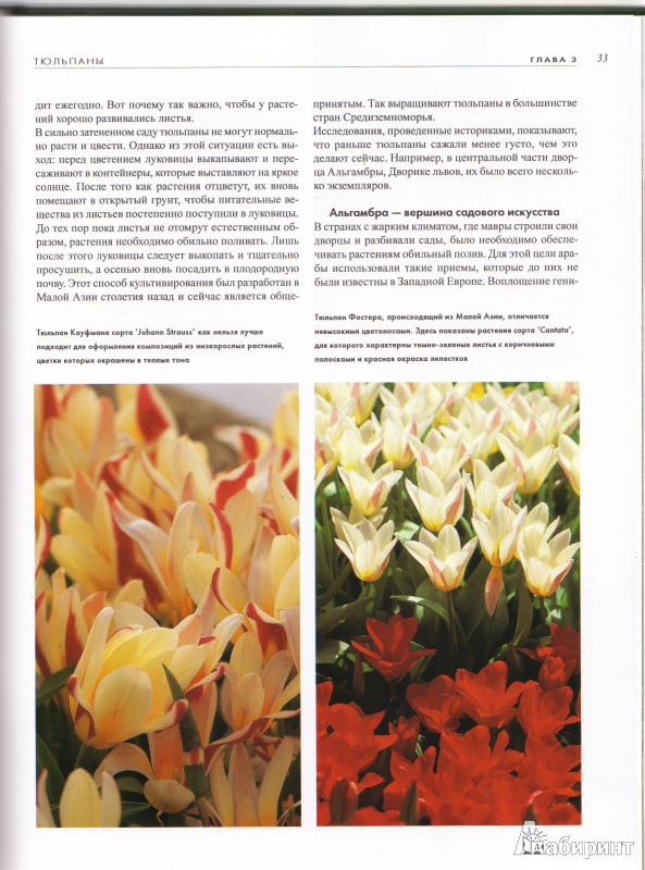 Иллюстрация 12 из 14 для Тюльпаны - Ван Дер Хорст Аренд Ян | Лабиринт - книги. Источник: Трубадур