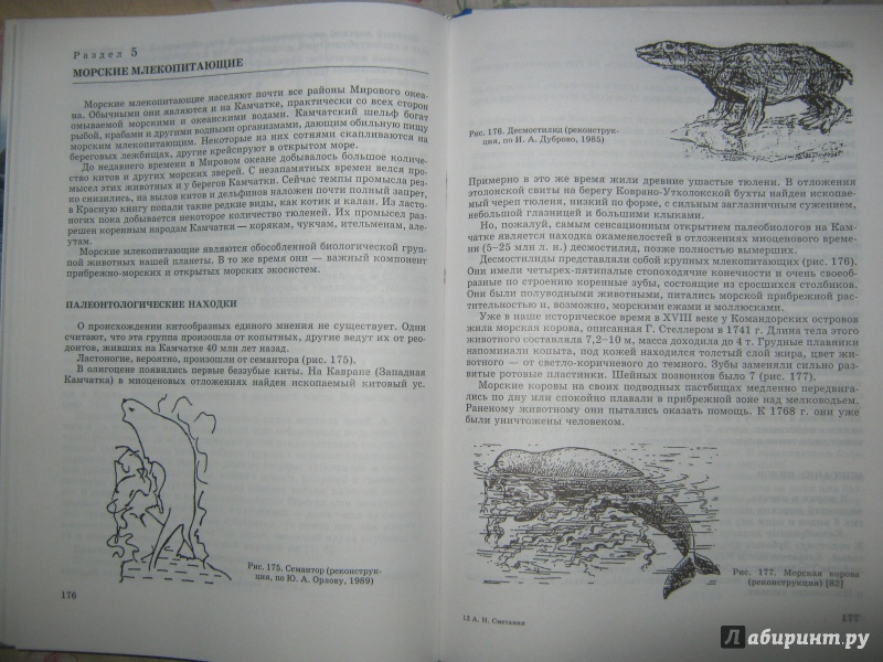 Иллюстрация 15 из 44 для Пресноводные и морские животные Камчатки. Рыбы, крабы, моллюски, иглокожие, морские млекопитающие - Анатолий Сметанин | Лабиринт - книги. Источник: Евгения39