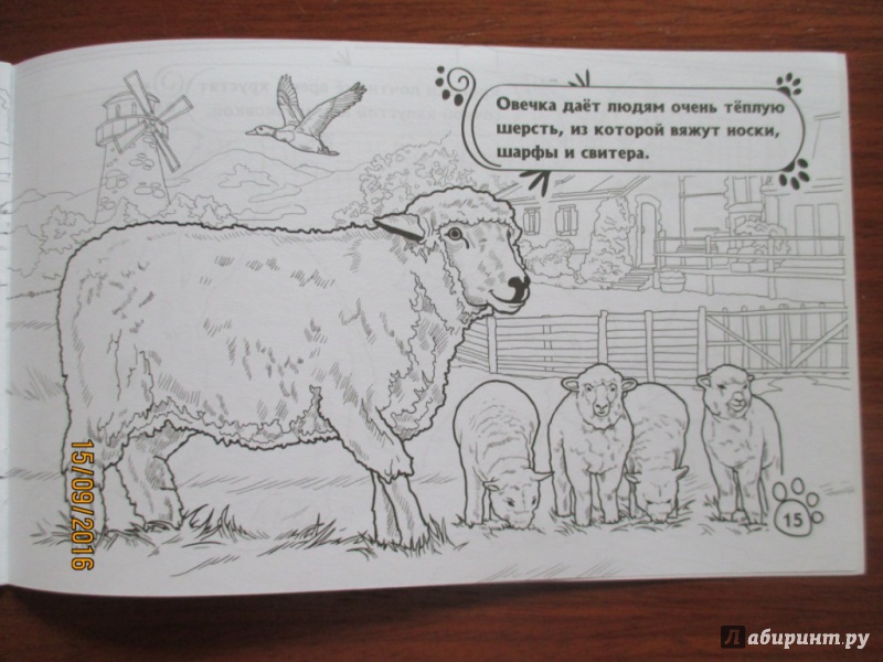 Иллюстрация 13 из 14 для На ферме | Лабиринт - книги. Источник: Марина Епифанцева
