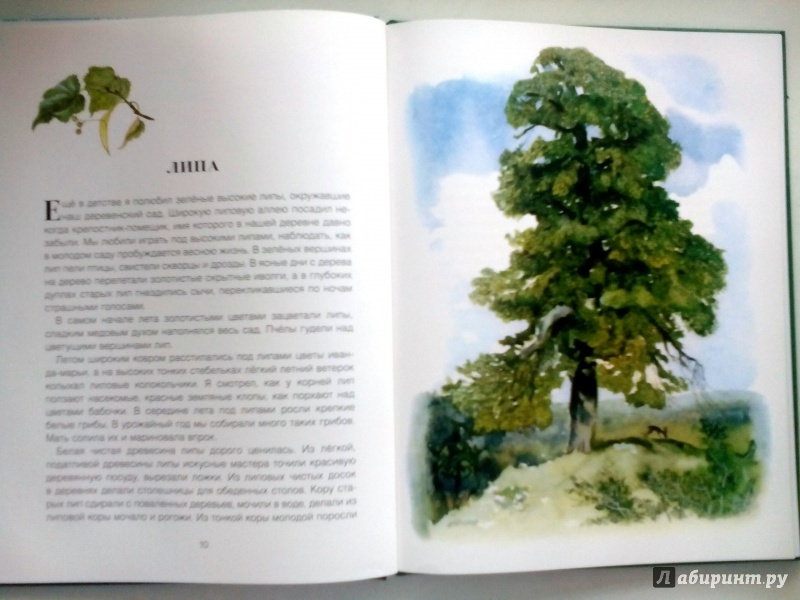 Иллюстрация 32 из 49 для Русский лес - Иван Соколов-Микитов | Лабиринт - книги. Источник: Klementinchen