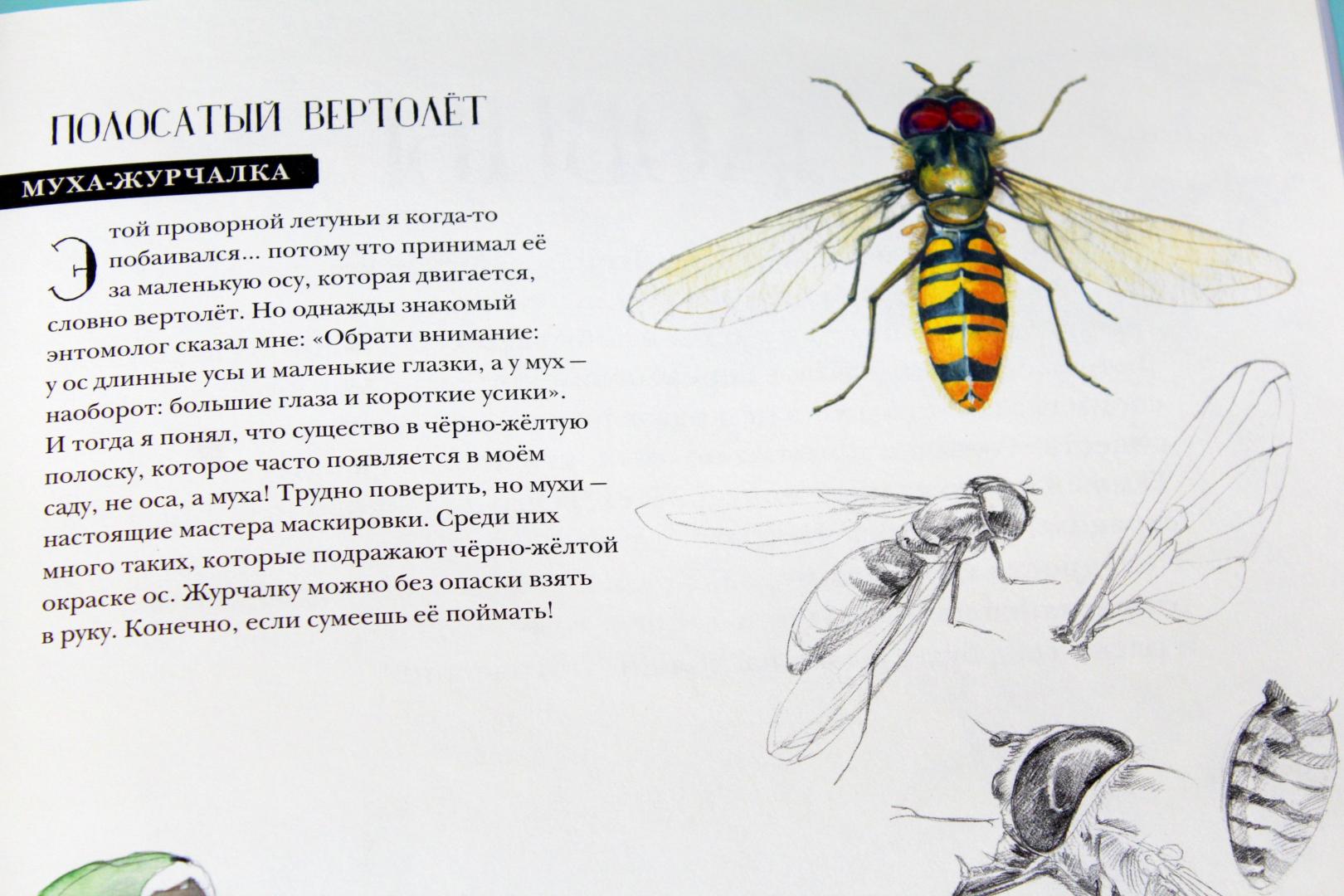 Иллюстрация 93 из 127 для Музей живых насекомых - Франсуа Лассерр | Лабиринт - книги. Источник: Katerina