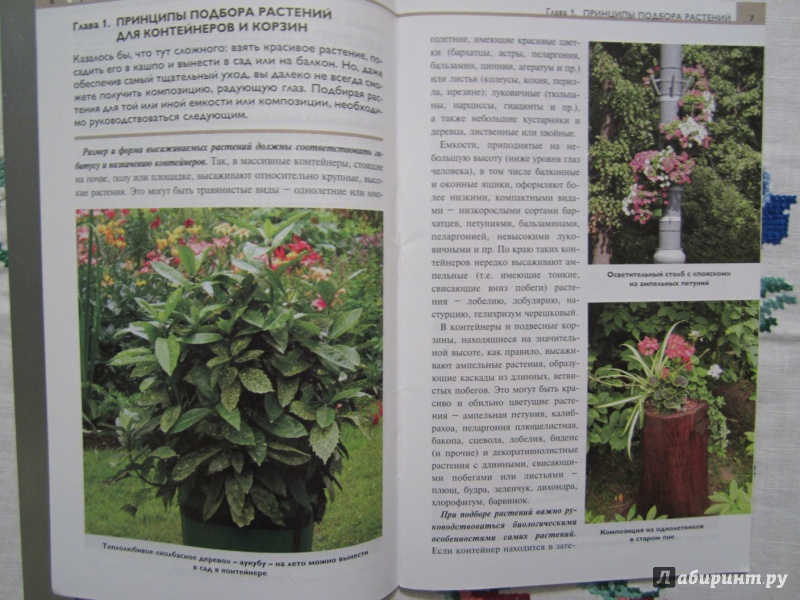 Иллюстрация 5 из 21 для Контейнерные растения - Елена Колесникова | Лабиринт - книги. Источник: A. Fragaria