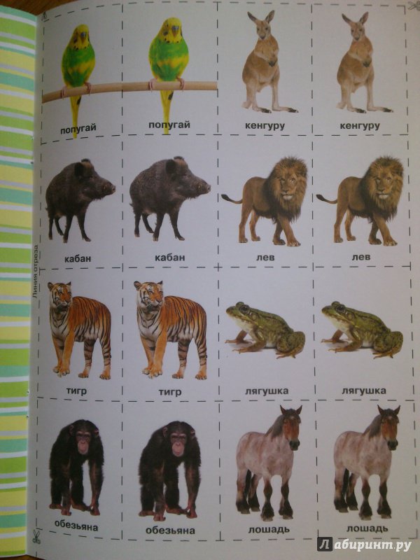 Иллюстрация 7 из 27 для Животные | Лабиринт - игрушки. Источник: Книголюб!