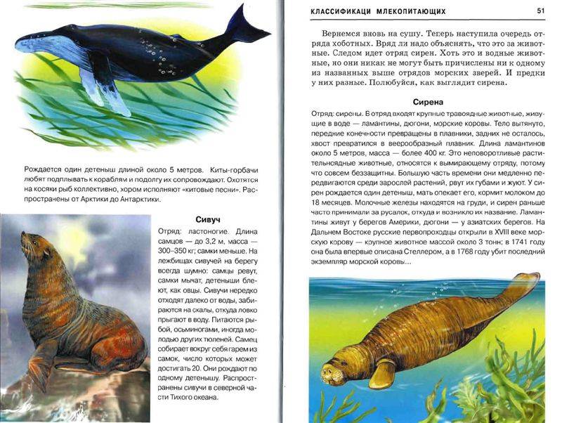 Иллюстрация 27 из 32 для Млекопитающие. Школьный путеводитель - Марк Махлин | Лабиринт - книги. Источник: Юта