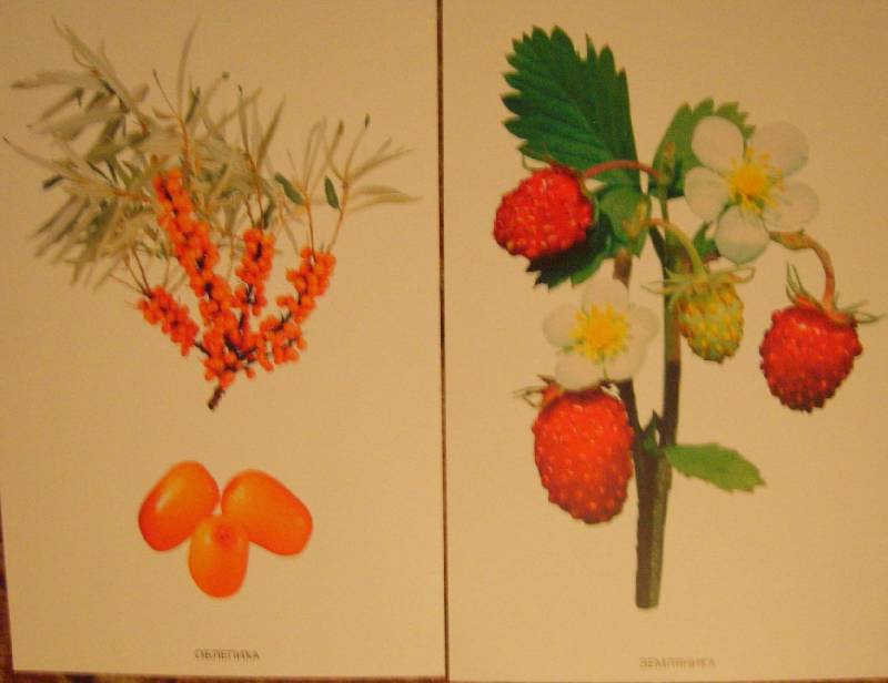 Иллюстрация 8 из 24 для Расскажите детям о садовых ягодах | Лабиринт - книги. Источник: Tatka