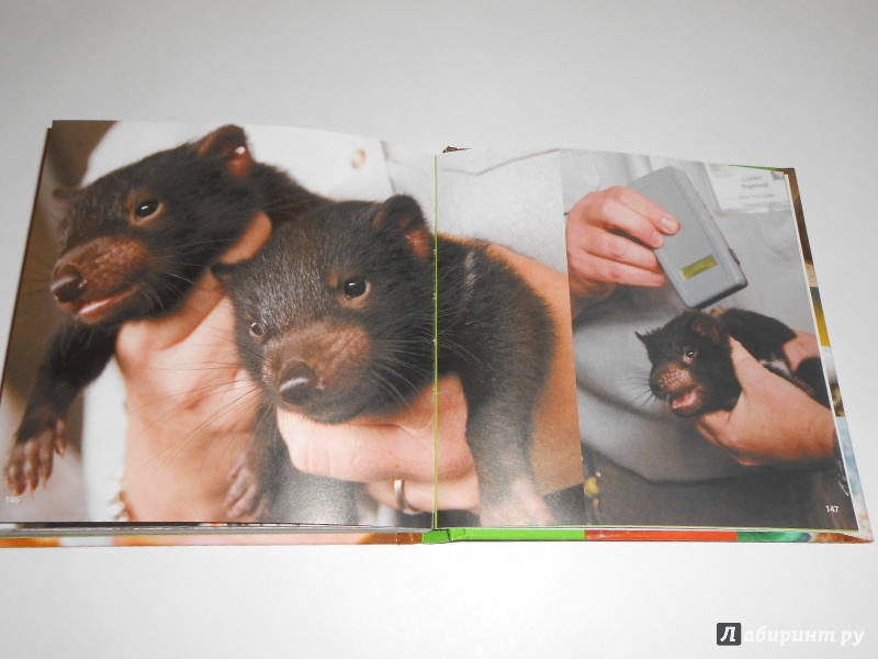 Иллюстрация 22 из 23 для Детеныши животных - Блэйман, Истланд | Лабиринт - книги. Источник: Леан