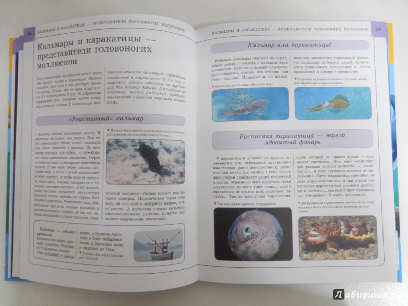 Иллюстрация 7 из 23 для Подводный мир - Анна Спектор | Лабиринт - книги. Источник: dbyyb