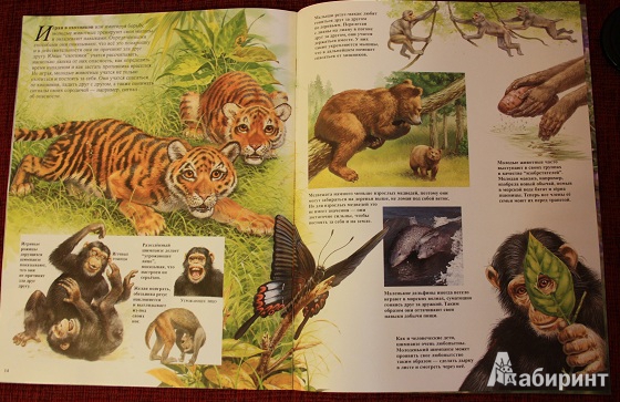 Иллюстрация 9 из 25 для Детеныши животных - Энн Элвуд | Лабиринт - книги. Источник: КНИЖНОЕ ДЕТСТВО