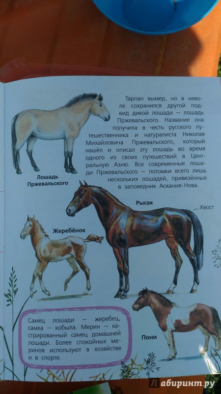 Иллюстрация 13 из 36 для Домашние животные. 60 домашних животных, самых важных для человека - Елена Снегирева | Лабиринт - книги. Источник: KKatarinaA