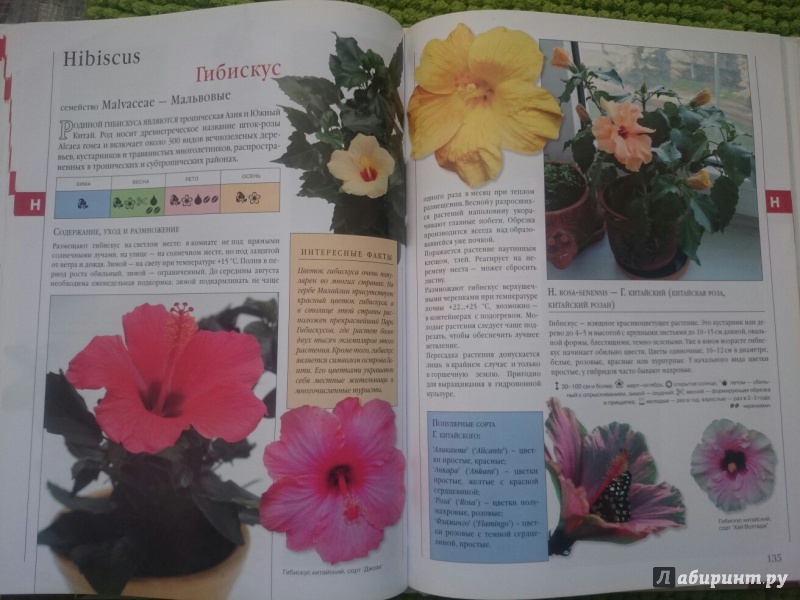 Иллюстрация 10 из 10 для Библия комнатных растений - Ирина Березкина | Лабиринт - книги. Источник: RainbowMama