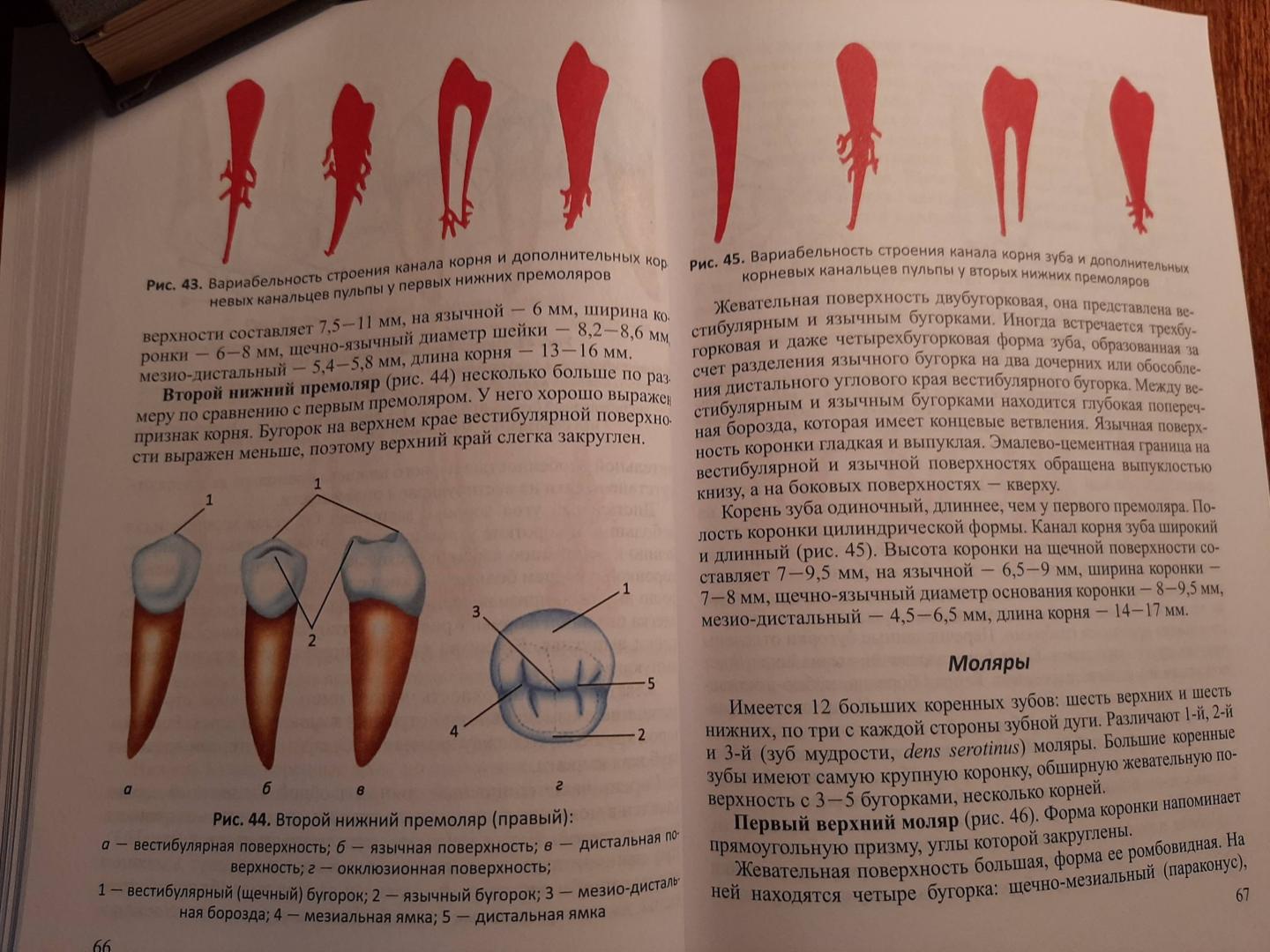 Иллюстрация 10 из 17 для Функционально-клиническая анатомия зубочелюстной системы. Учебное пособие для медицинских вузов - Гайворонский, Гайворонская | Лабиринт - книги. Источник: Лабиринт