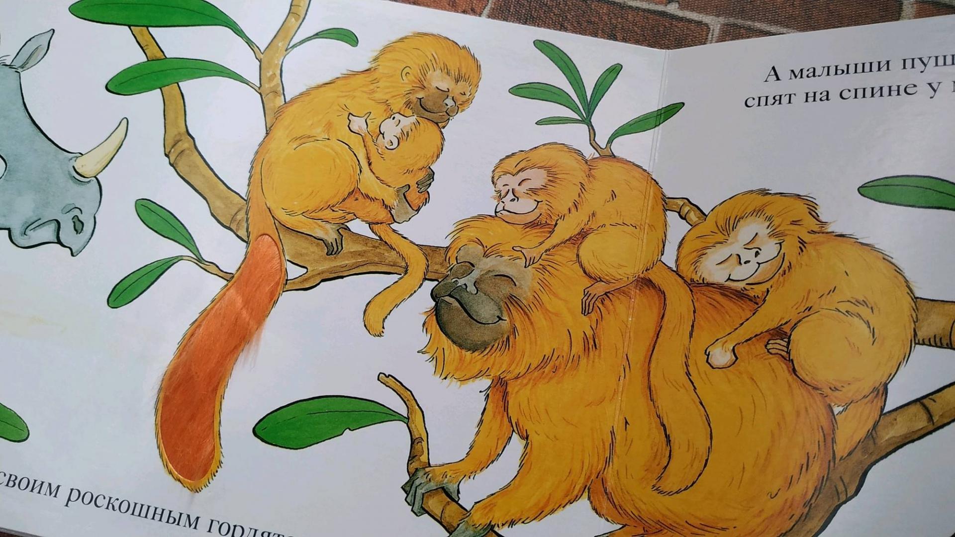 Иллюстрация 70 из 70 для Зоопарк - Флит Ван | Лабиринт - книги. Источник: Корешкова Мария