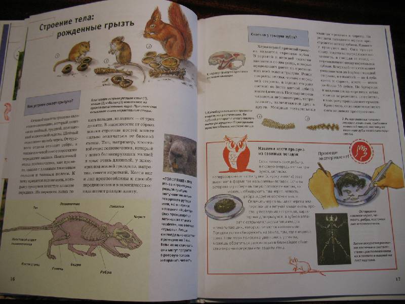 Иллюстрация 7 из 17 для Зачем и почему. Хомяки, бобры и другие грызуны - Сабина Штегхаус-Ковач | Лабиринт - книги. Источник: tayana