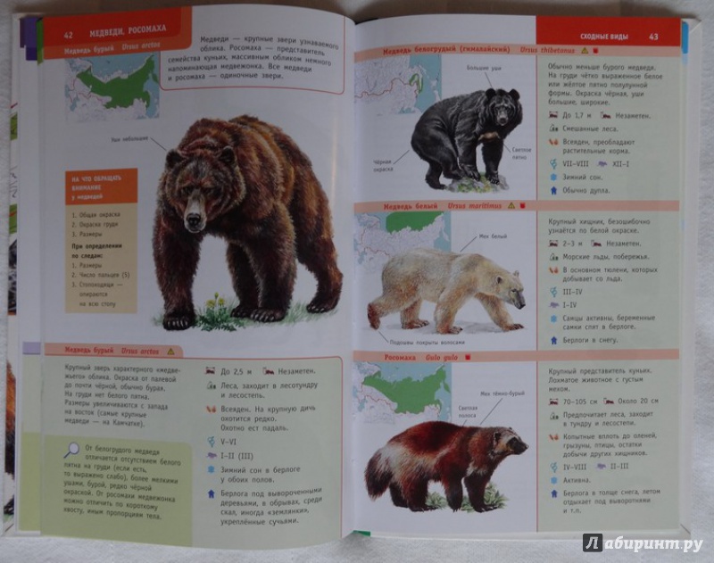Иллюстрация 11 из 12 для Животные России. Определитель - Волцит, Целлариус | Лабиринт - книги. Источник: dragon_stacy