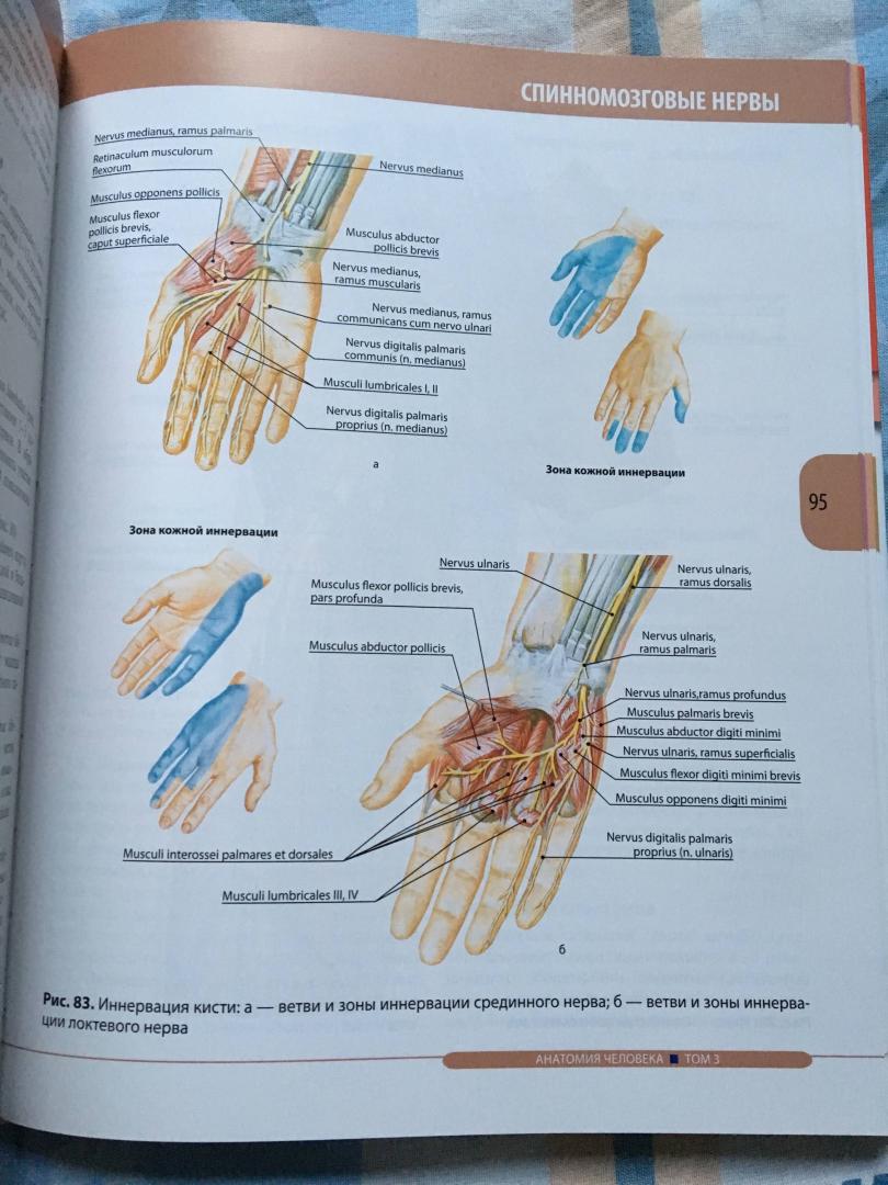 Иллюстрация 25 из 26 для Анатомия человека. Учебник в 3-х томах. Том 3. Нервная система. Органы чувств - Ничипорук, Колесников, Гайворонский | Лабиринт - книги. Источник: Дарья