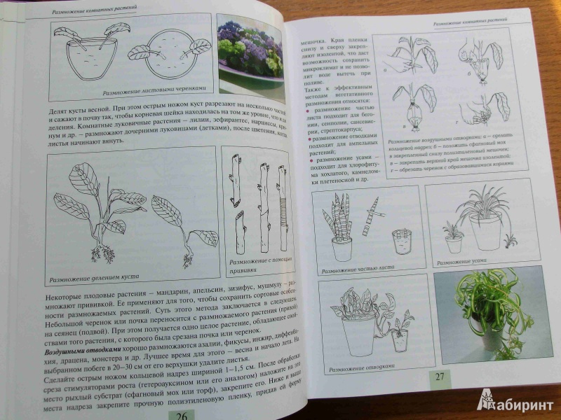 Иллюстрация 11 из 16 для Комнатные растения от А до Я - Валентин Воронцов | Лабиринт - книги. Источник: стрелка