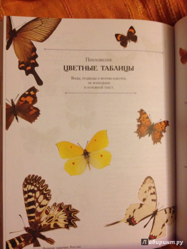 Иллюстрация 48 из 53 для Определитель бабочек России. Дневные бабочки - Сочивко, Каабак | Лабиринт - книги. Источник: arawacus