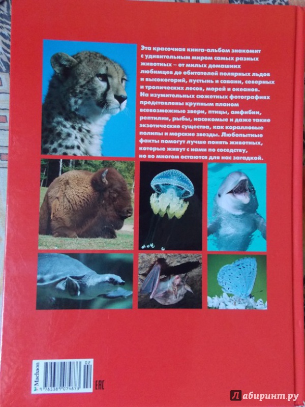 Иллюстрация 54 из 104 для Моя большая книга о животных. 1000 фотографий - Наталья Куйе | Лабиринт - книги. Источник: Virchenko  Lenka