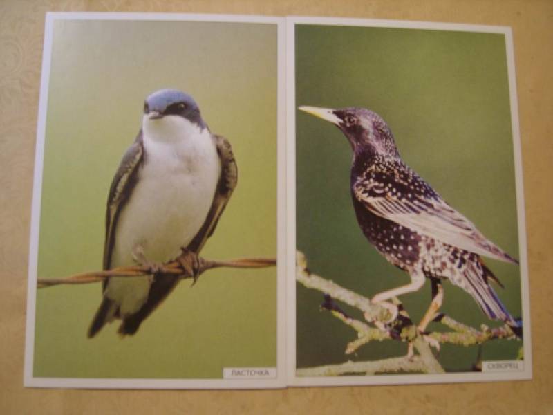 Иллюстрация 3 из 19 для Расскажите детям о птицах | Лабиринт - книги. Источник: Tatka