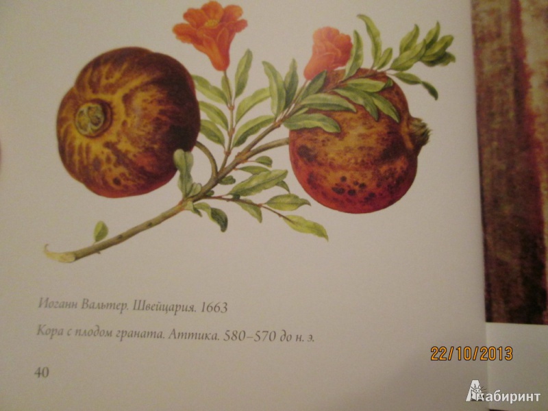 Иллюстрация 28 из 58 для Любовь к ботанике | Лабиринт - книги. Источник: Алонсо Кихано