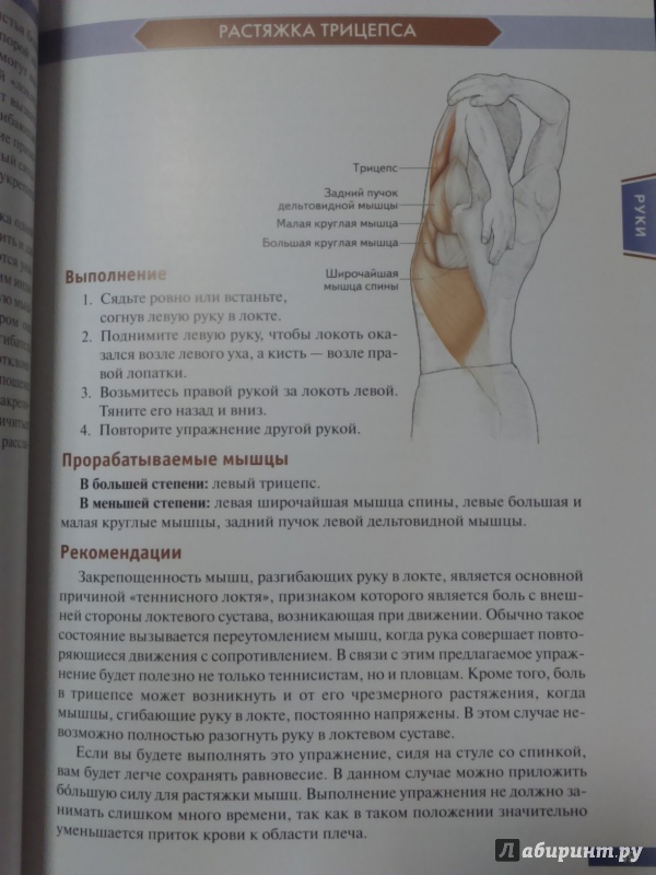 Иллюстрация 35 из 73 для Анатомия упражнений на растяжку - Нельсон, Кокконен | Лабиринт - книги. Источник: Салус