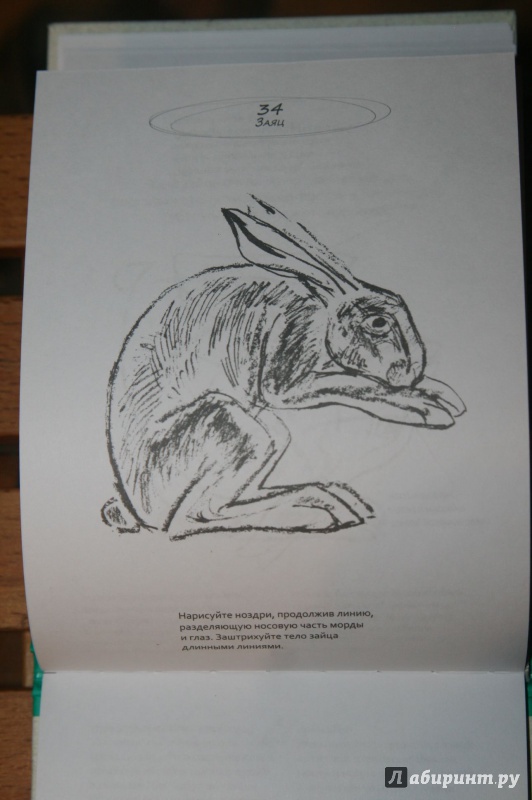Иллюстрация 14 из 26 для Животные - Надежда Сапунова | Лабиринт - книги. Источник: Кабанова  Ксения Викторовна