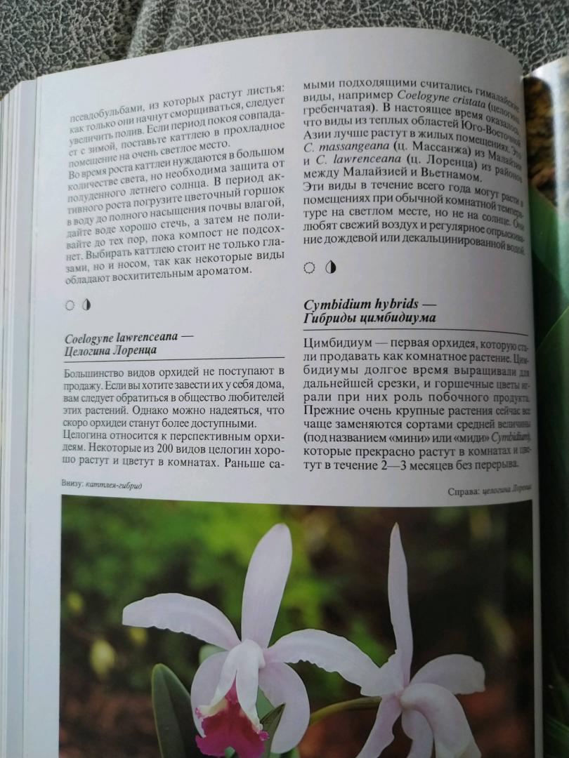 Иллюстрация 12 из 48 для Комнатные растения - Нико Вермейлен | Лабиринт - книги. Источник: Лабиринт