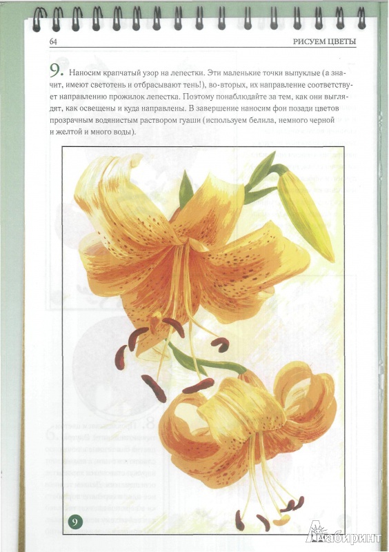 Иллюстрация 16 из 16 для Рисуем цветы - Наталья Котович | Лабиринт - книги. Источник: OpaUps