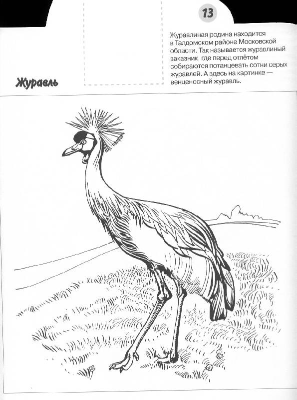 Иллюстрация 8 из 10 для Птицы № 0964 - Николай Дроздов | Лабиринт - книги. Источник: Росинка